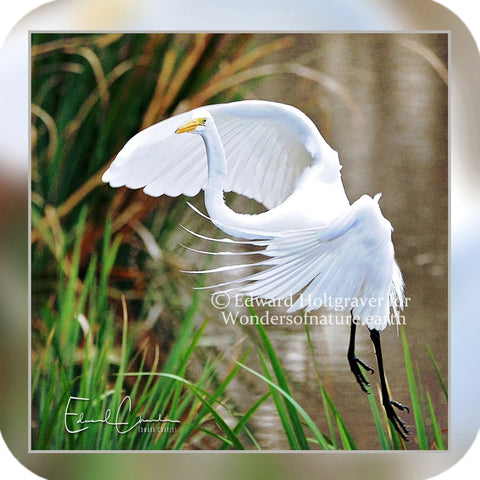 Birds - Great Egret