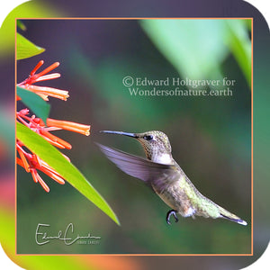 Birds - Hummingbird 10