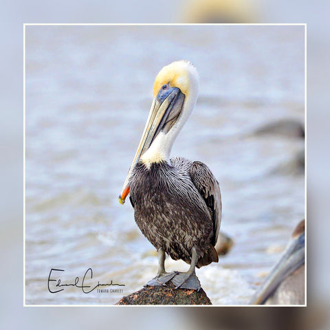 Birds - Pelican from Texas City dike