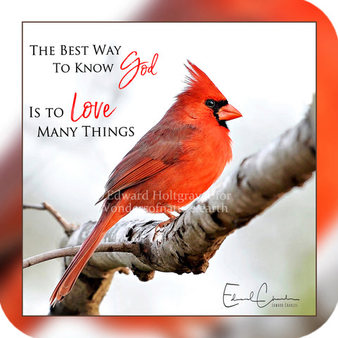 Cardinal Poem