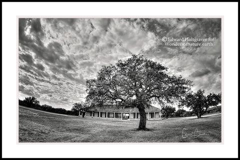Winter Tree at Fort McKavett, Texas 20" x 30"
