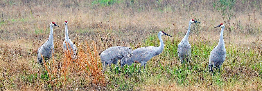 Sandhill Cranes