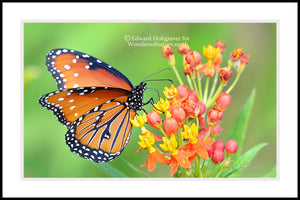 Queen Butterfly 20" x 30"