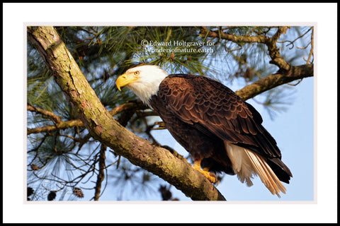 Bald Eagle 20" x 30"