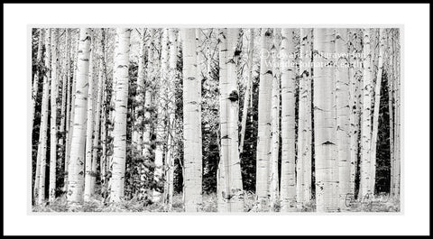 Aspen Tree Grove