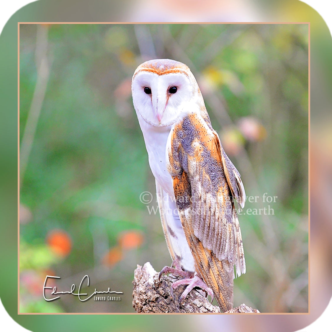 Barn Owl