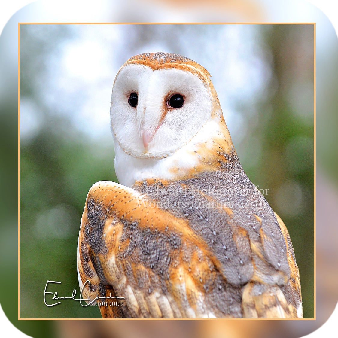 Barn Owl