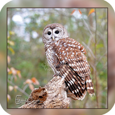Barred Owl