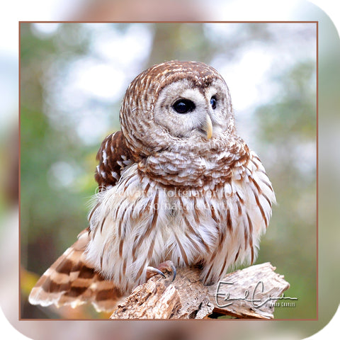 Barred Owl