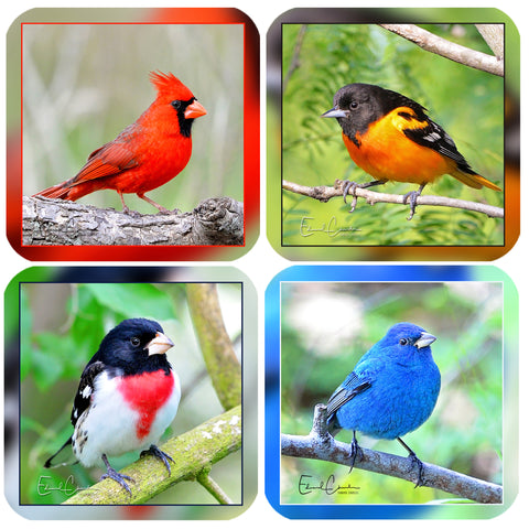 Four Piece Art Coaster Set ( Birds )