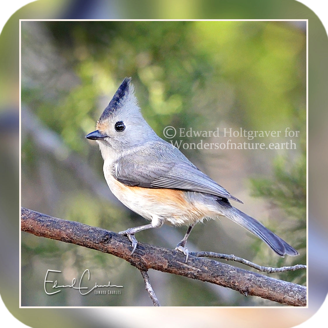 Birds - Black-crested Titmouse