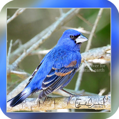 Birds - Blue Grosbeak
