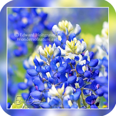 Flowers - Bluebonnets 3