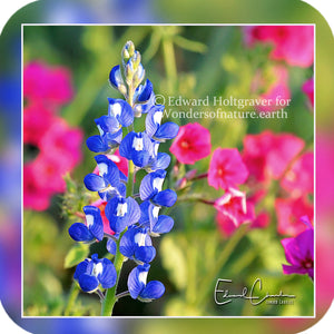 Flowers - Bluebonnets 6