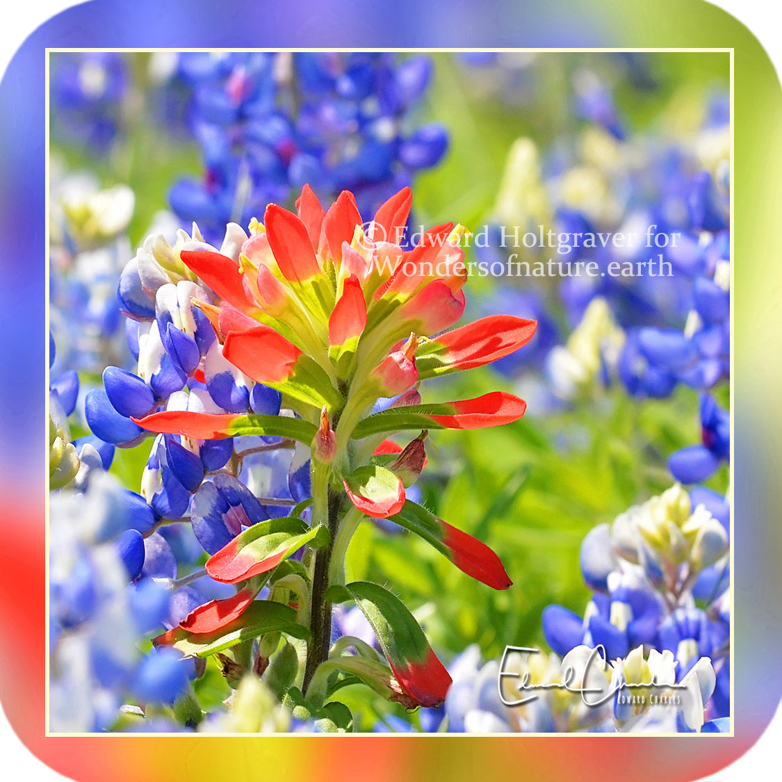 Flowers - Bluebonnets 5