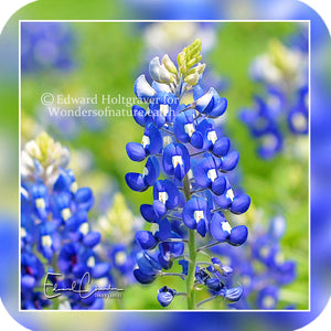 Flowers - Bluebonnets 1