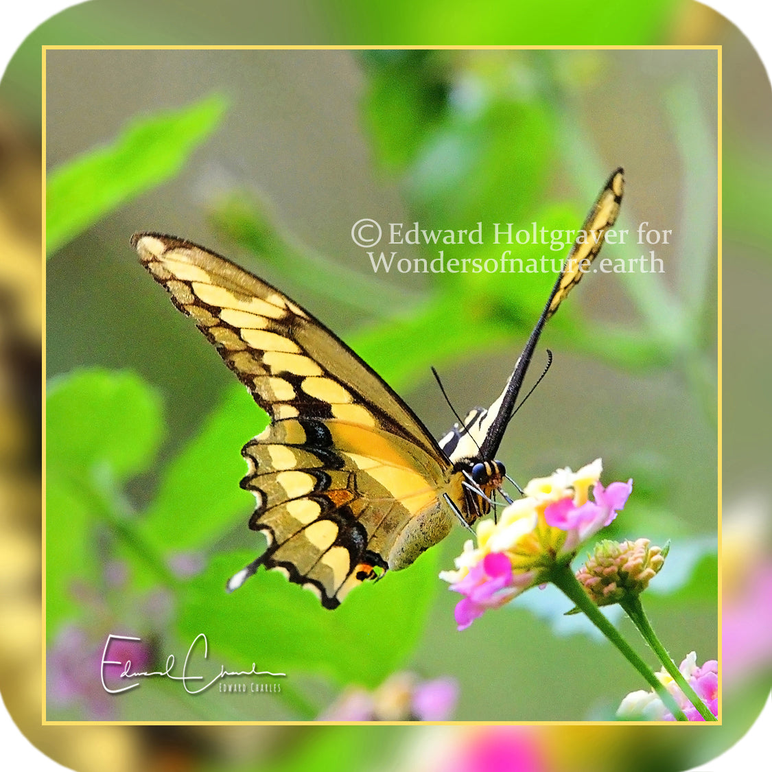 Butterflies - Giant Swallowtail