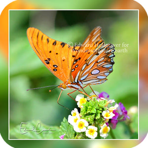 Butterflies - Gulf Frutillary