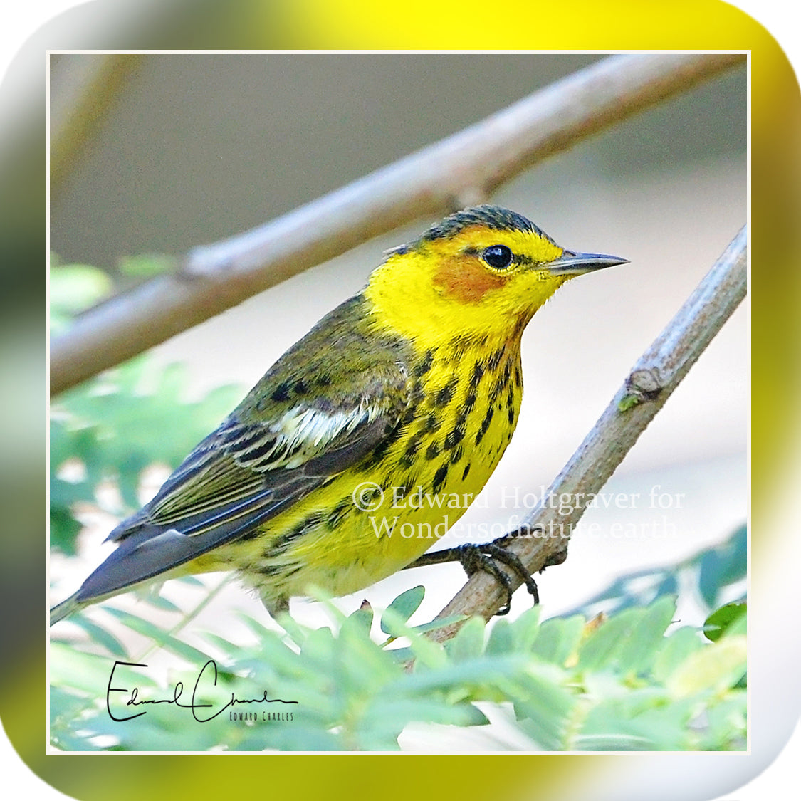 Birds - Cape May Warbler