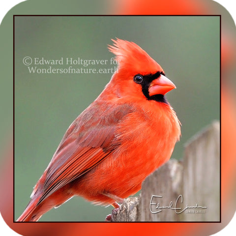 Birds - Cardinal