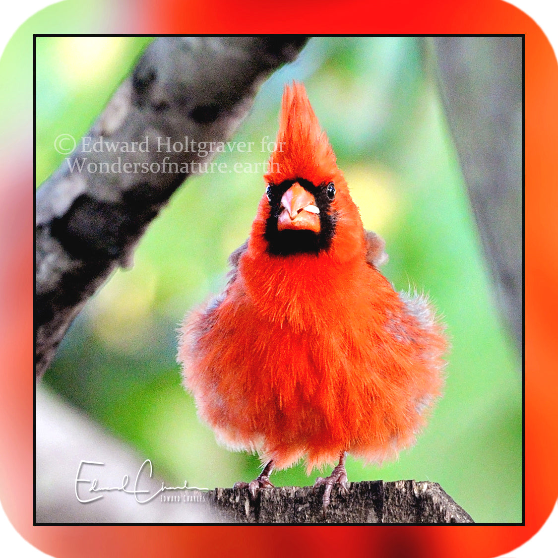 Birds - Cardinal