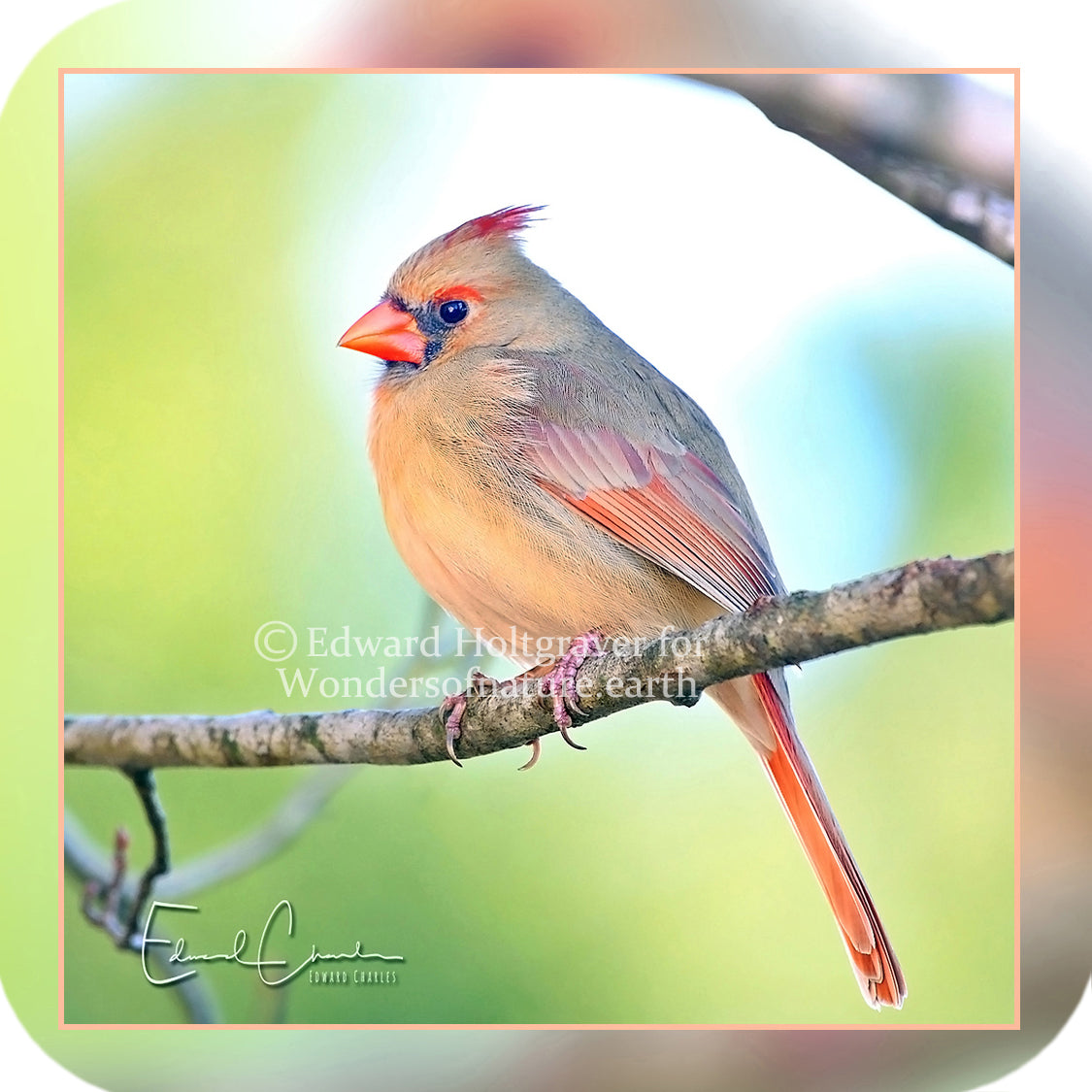 Birds - Cardinal
