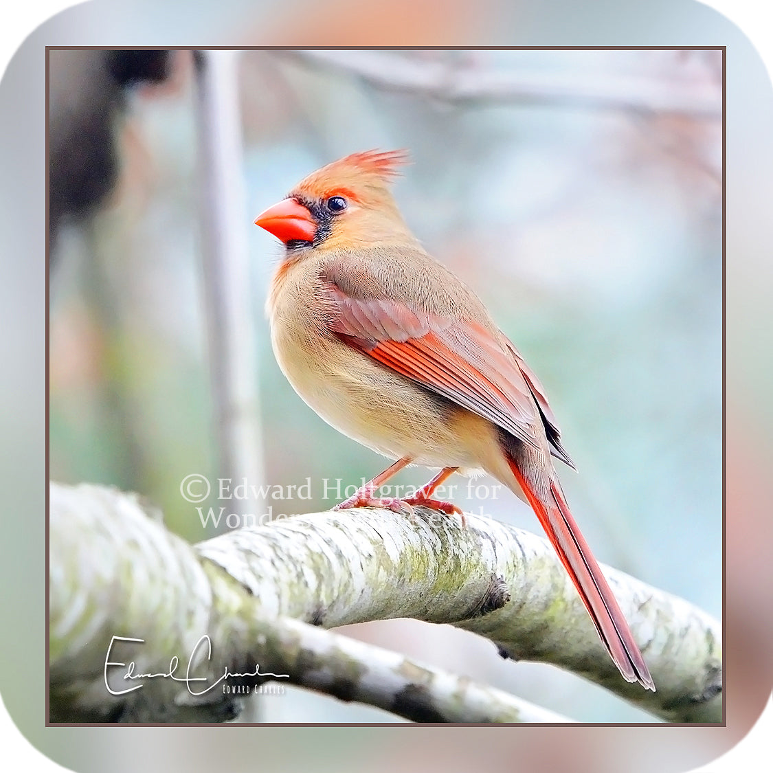 Birds - Cardinal