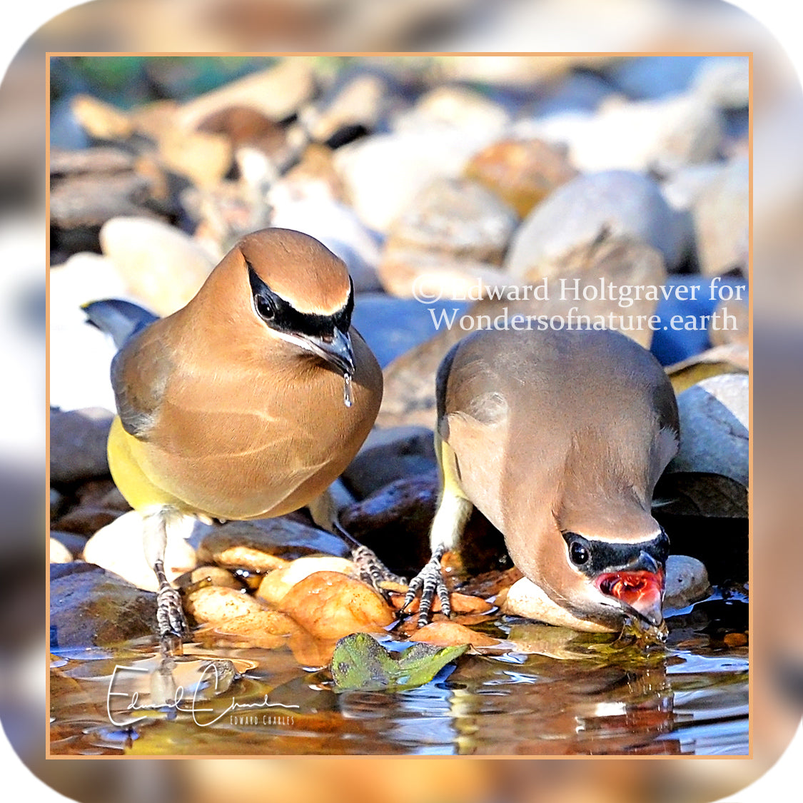 Birds - Cedar Waxwings