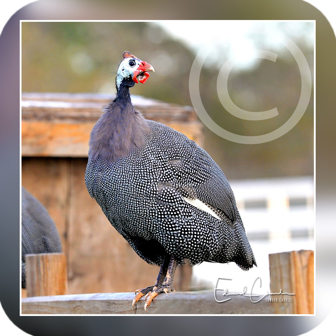 Chickens - Guinea Hen 01