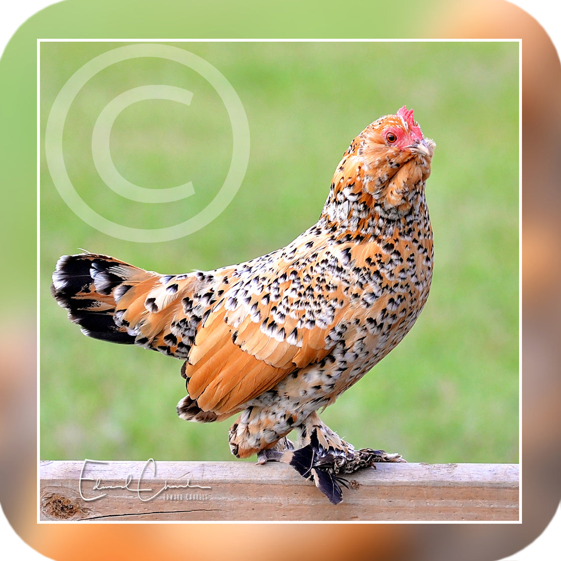 Chickens - 04