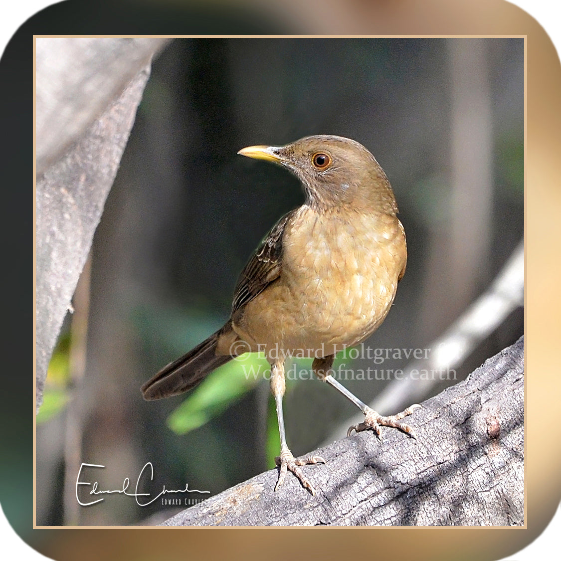 Birds - Clay-Colored Thrush
