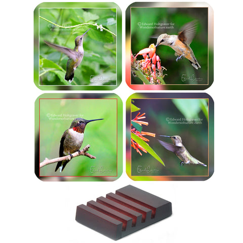 Hummingbird Set