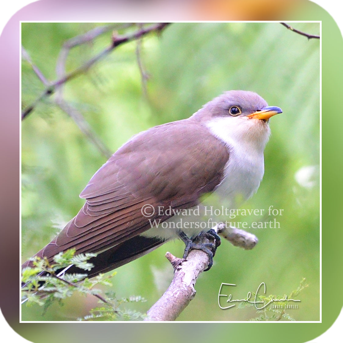 Birds - Yellow Billed Cuckoo