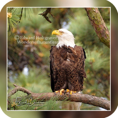American Bald Eagle