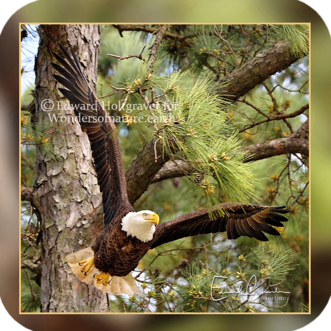 American Bald Eagle