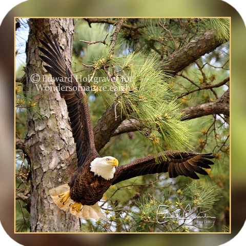 American Bald Eagle