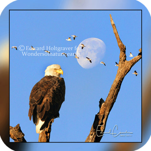 American Bald Eagle