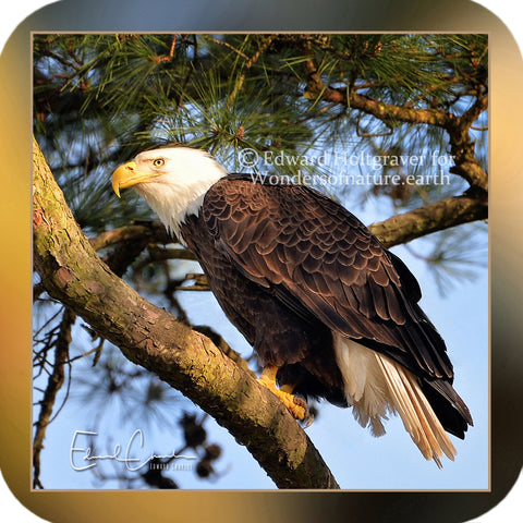 American Bald Eagle