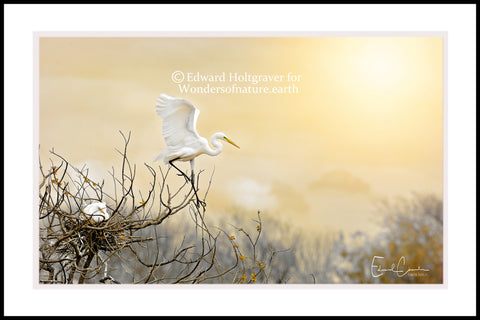Great White Egret at High Island, Texas 20" x 30"