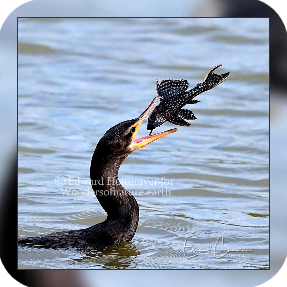 Birds - Cormorant