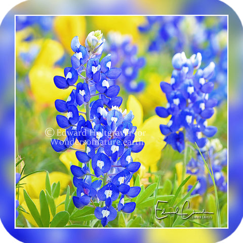Flowers - Bluebonnets