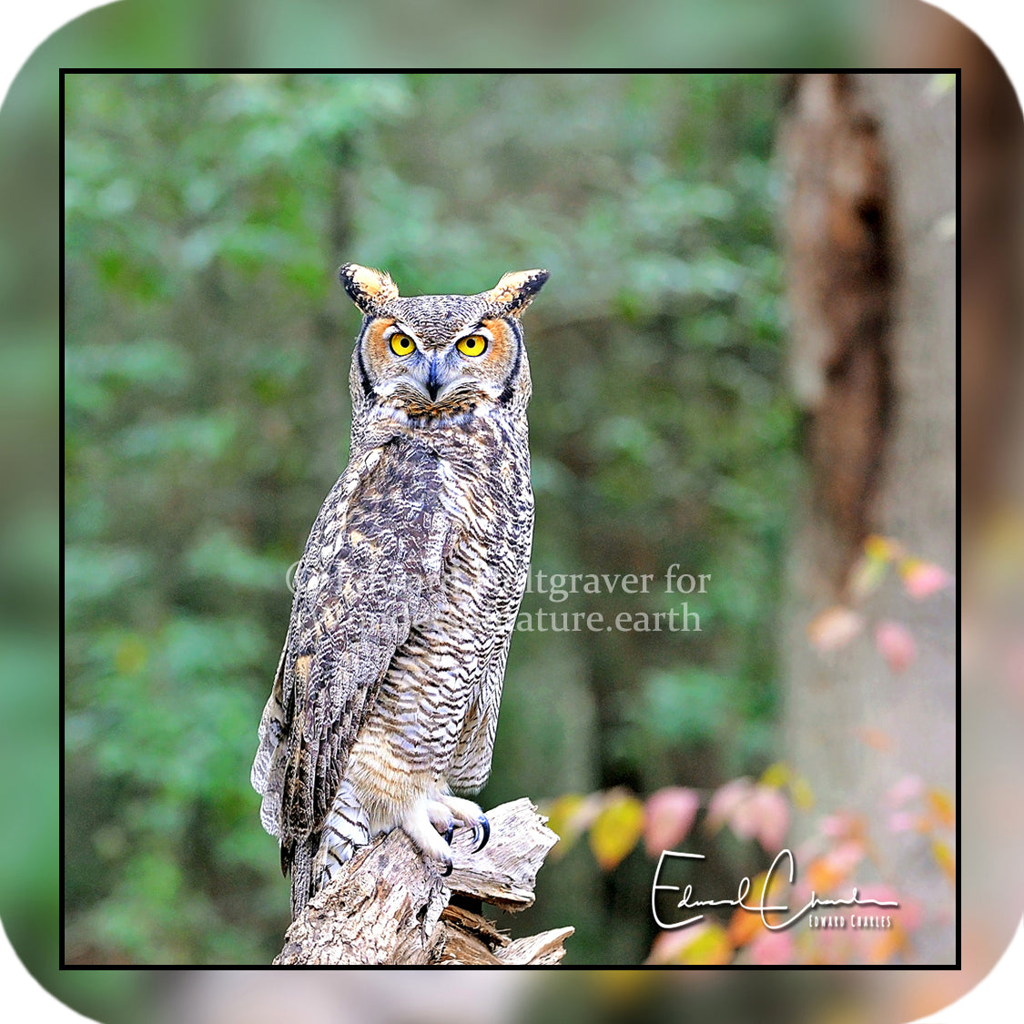 Great Horned Owl