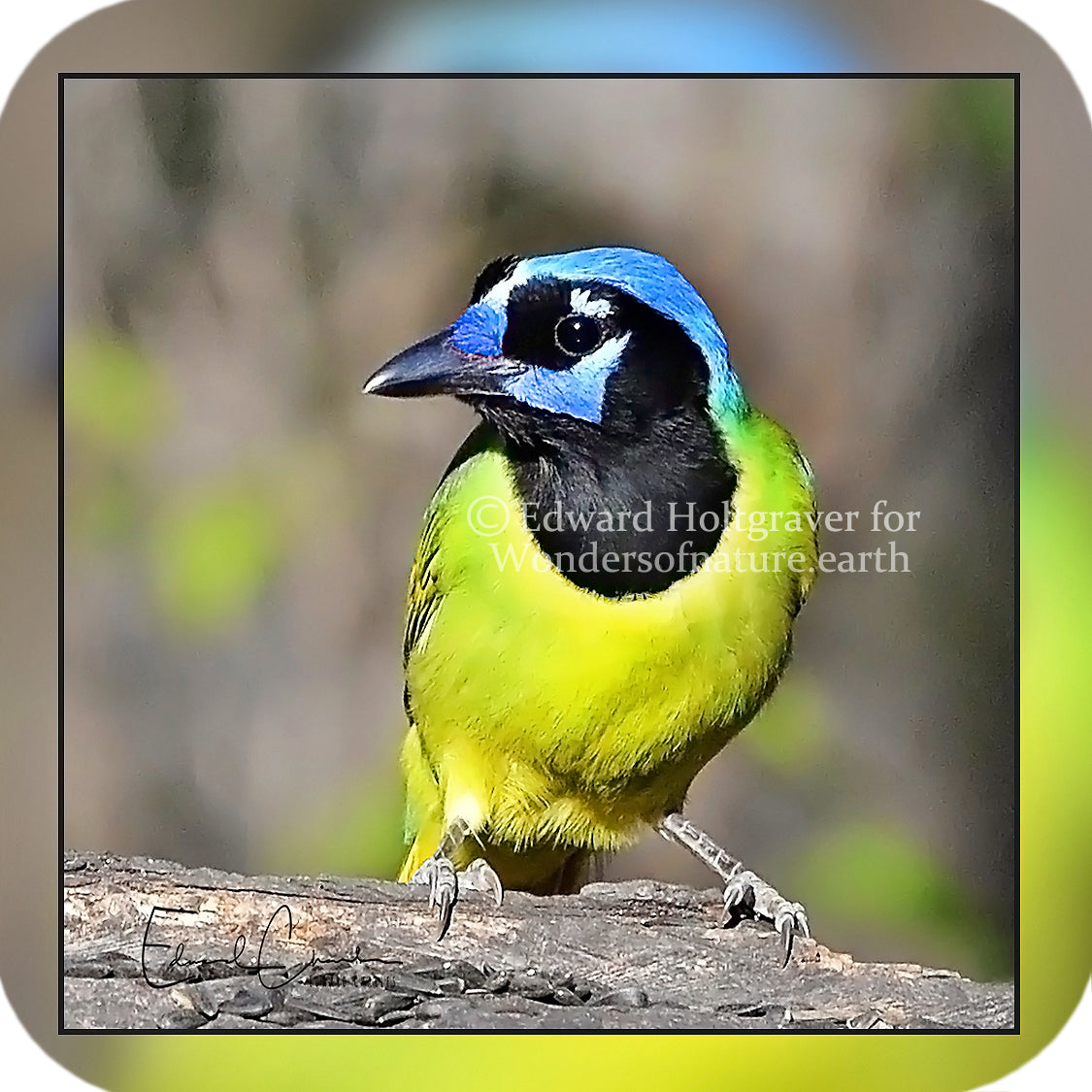 Birds - Green Jay