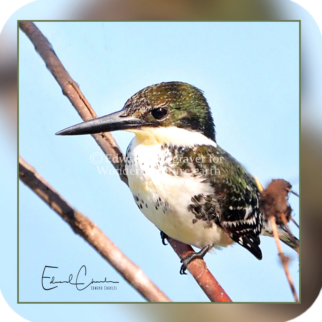 Birds - Green Kingfisher