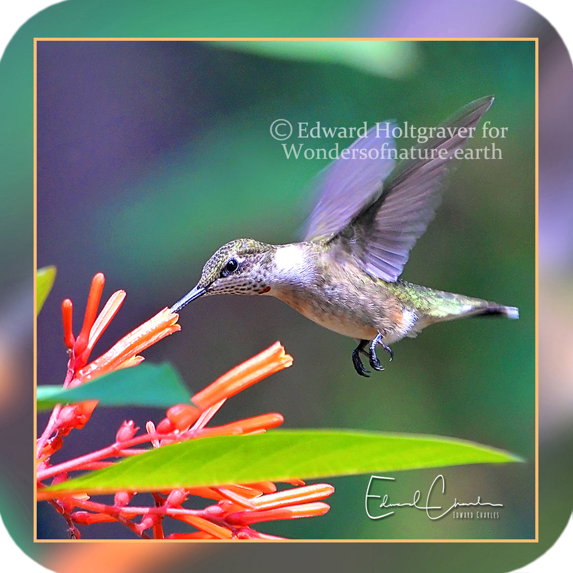Birds - Hummingbird