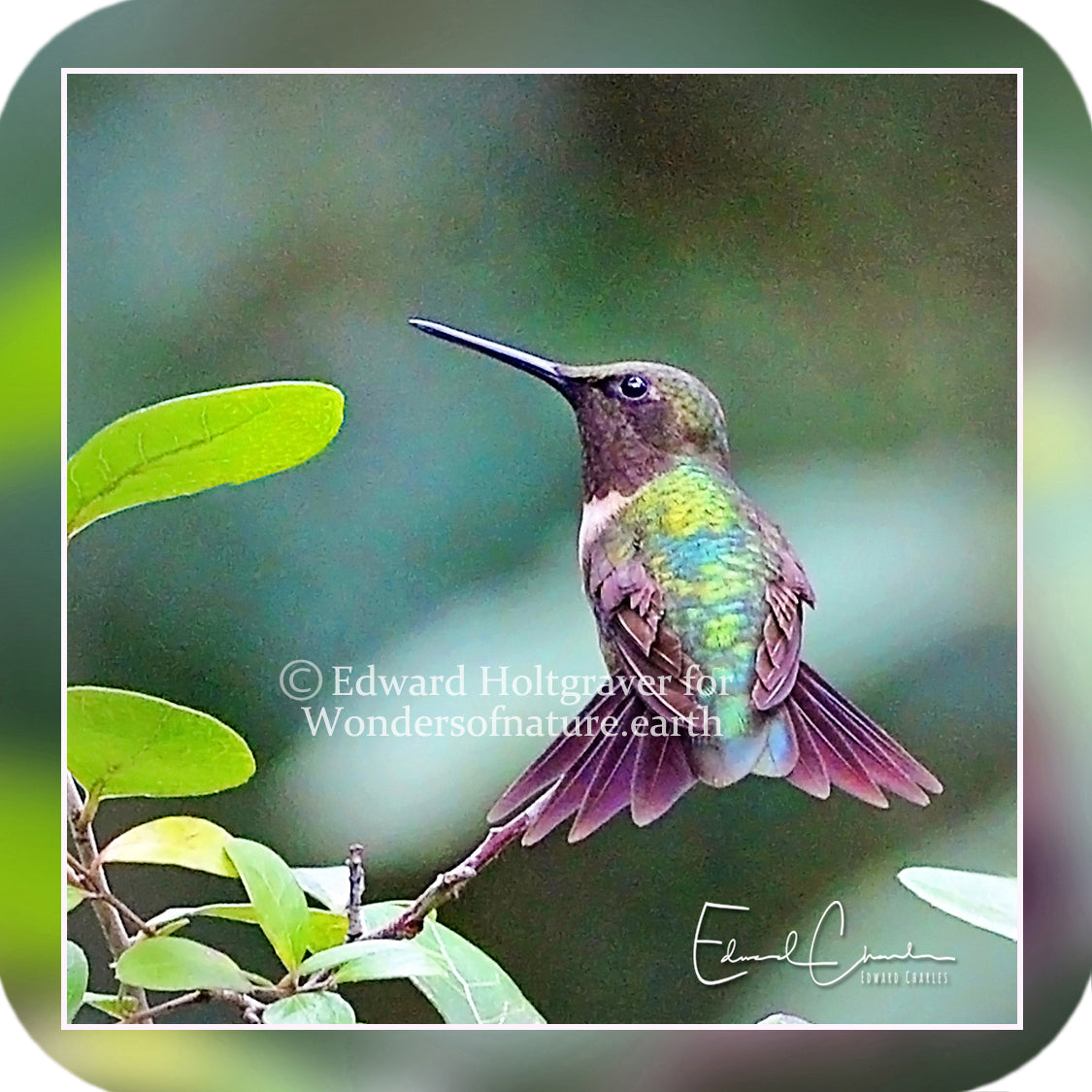 Birds - Hummingbird