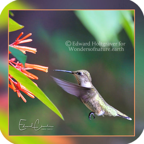 Birds - Hummingbird 10