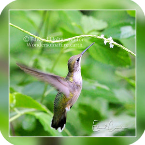 Birds - Hummingbird 15