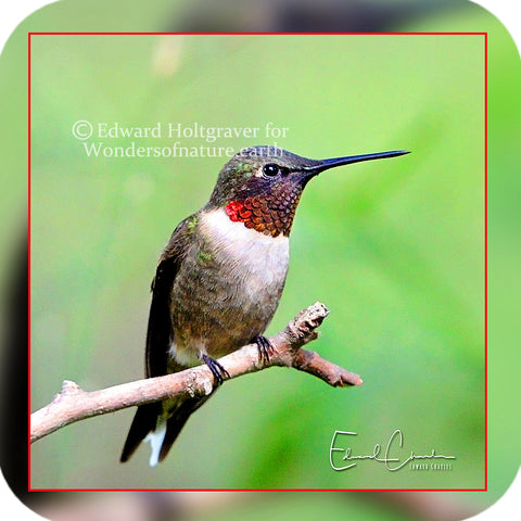 Birds - Hummingbird 06