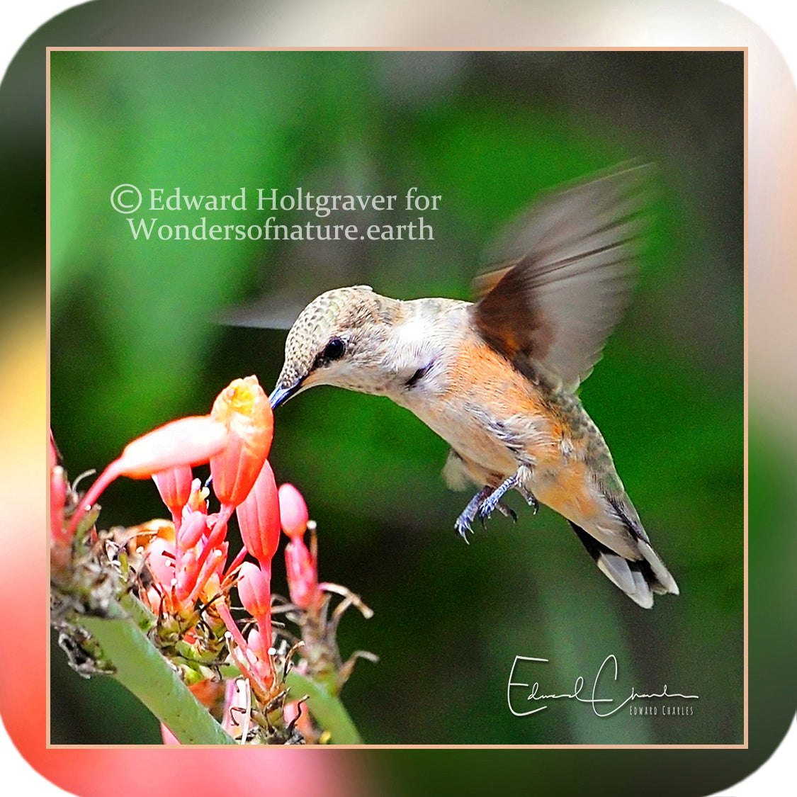 Birds - Hummingbird 02